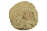 Selenopeltis Trilobite With Red Spines - Fezouata Formation #270544-1